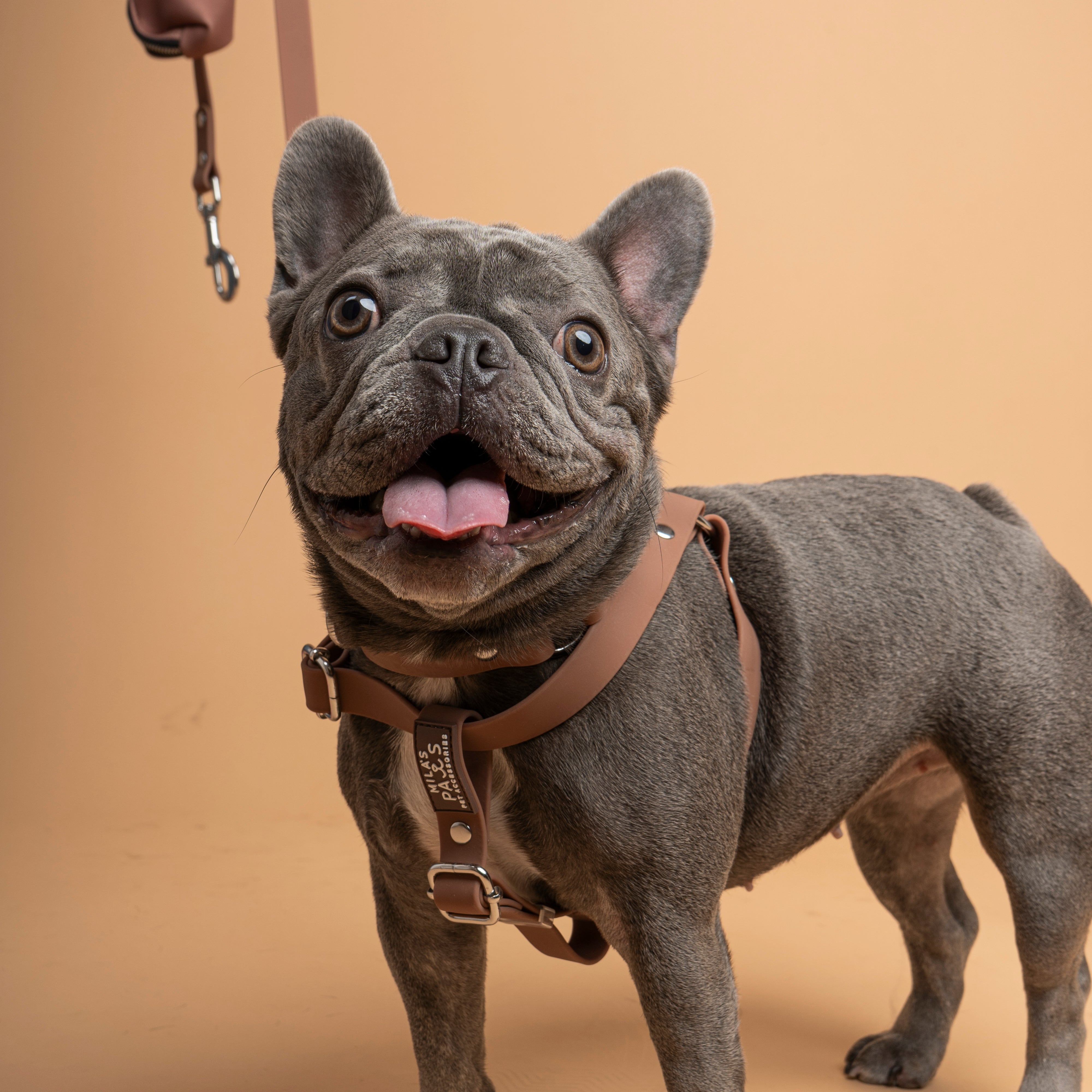 Best Waterproof Dog Accessories: Collars, Harnesses & Leashes for Ever…