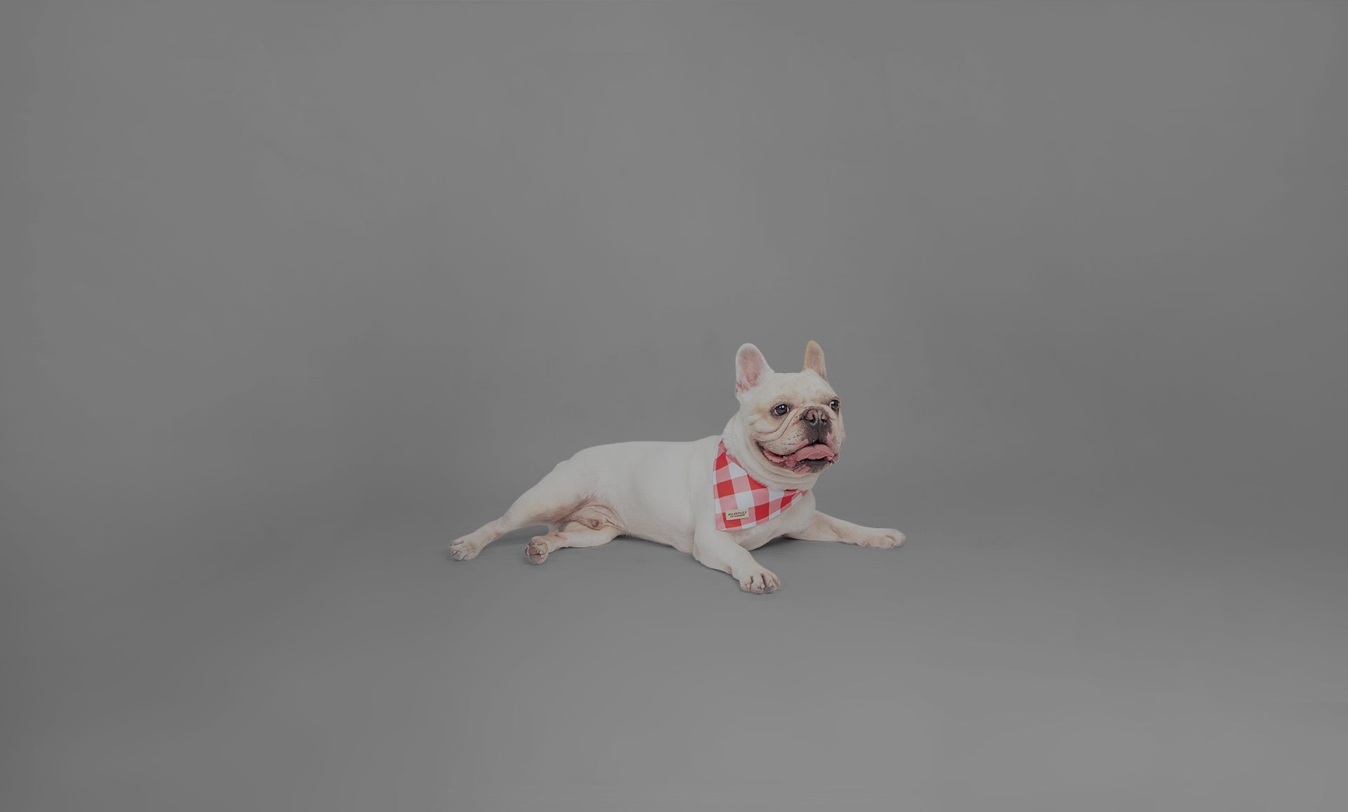 Bandanas Colecction