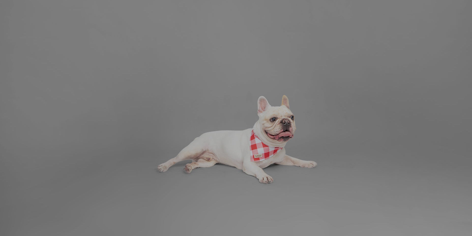 Bandanas Colecction
