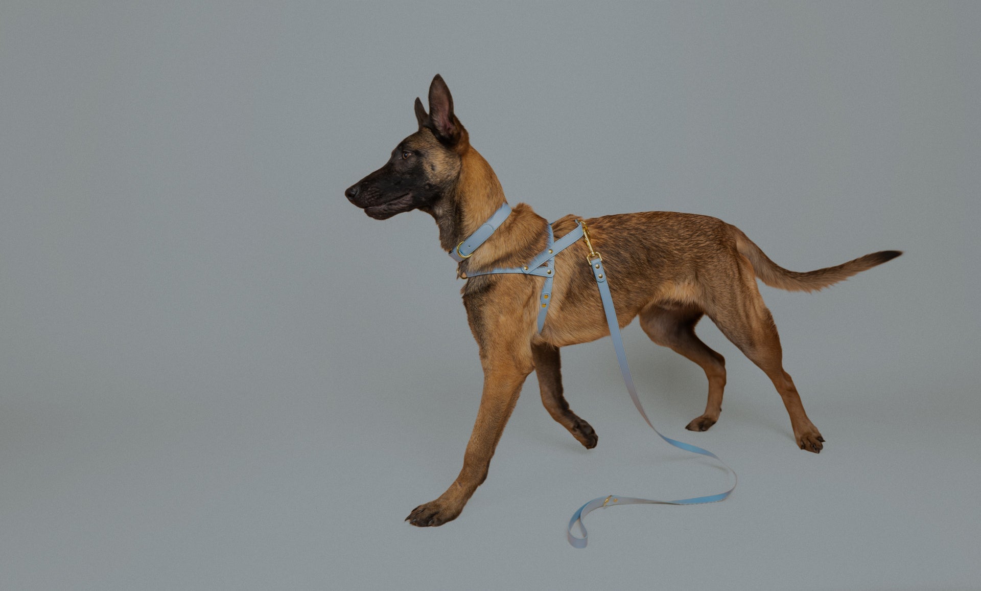 Harness