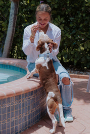 Vegan Leather Dog Collar