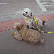 Two-Step Waterproof Harness