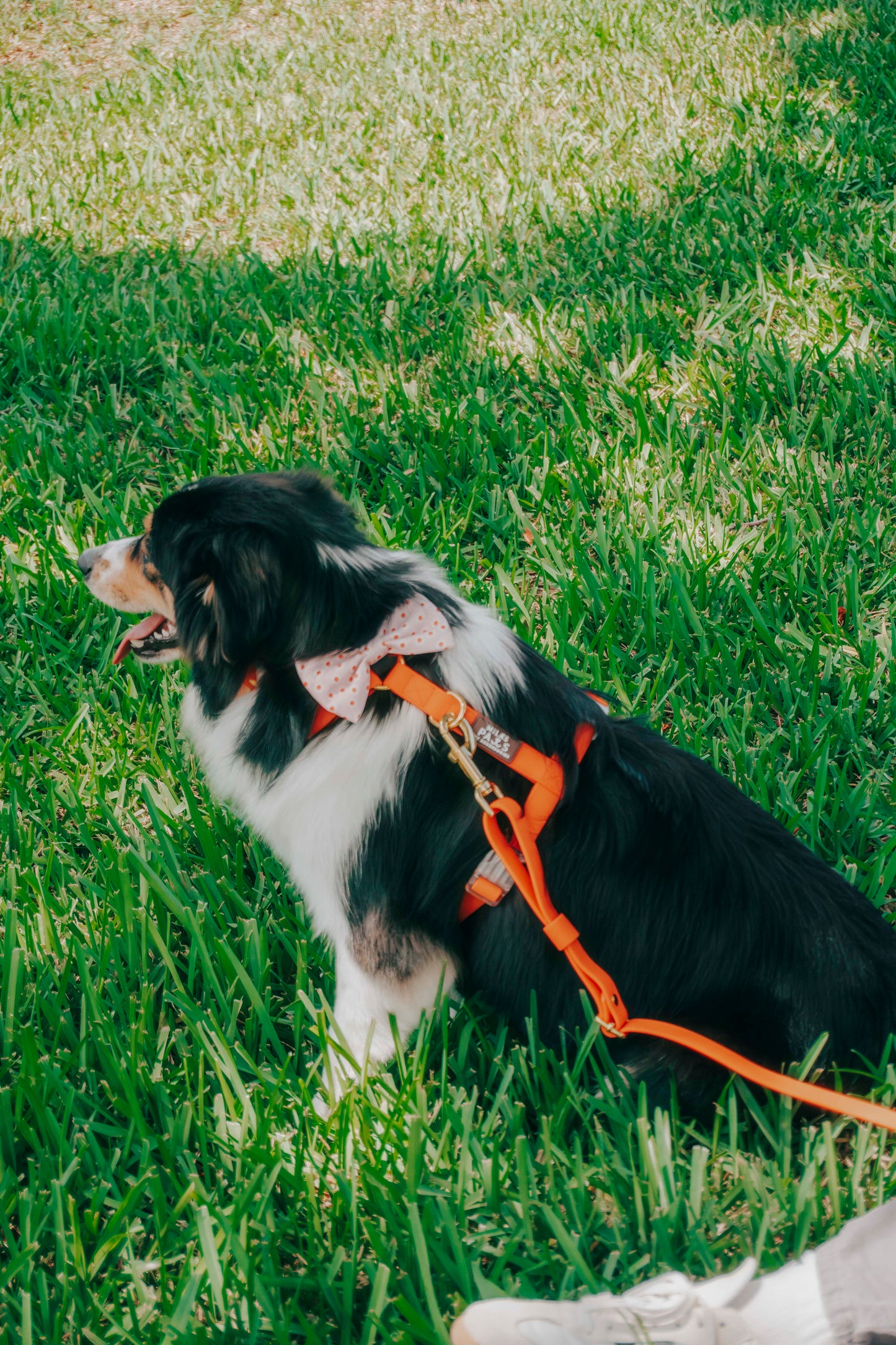 Waterproof Harness