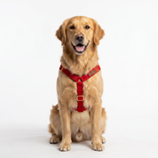 Luxe Velvet Harness