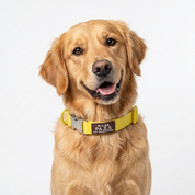 Waterproof Dog Collar