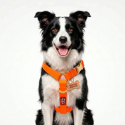 Waterproof Harness