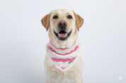 Pawsome Couture Bandana