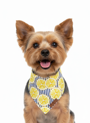 Zesty Days Bandana
