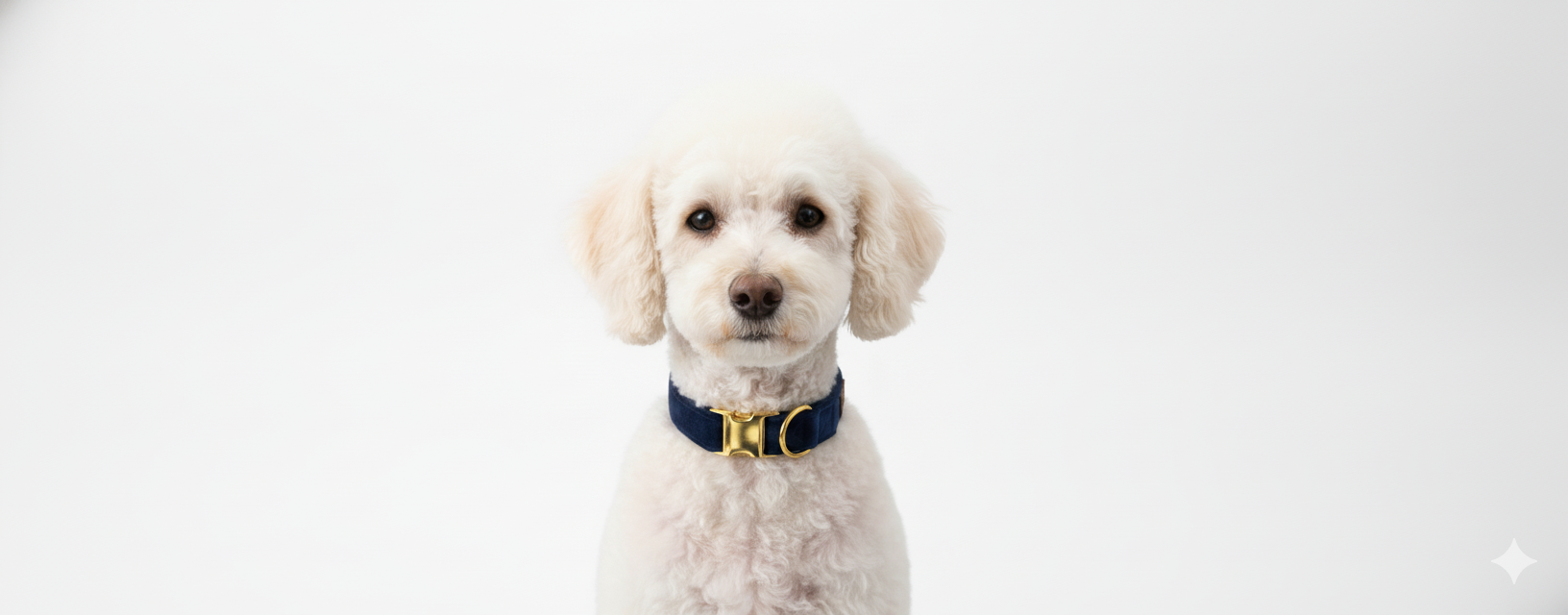 Luxe Velvet Dog Collar