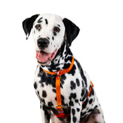 Waterproof Hands-Free Deluxe Bundle