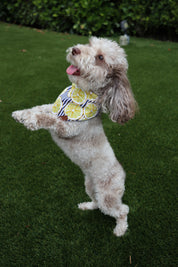 Zesty Days Bandana