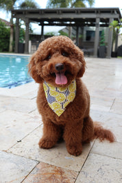 Zesty Days Bandana