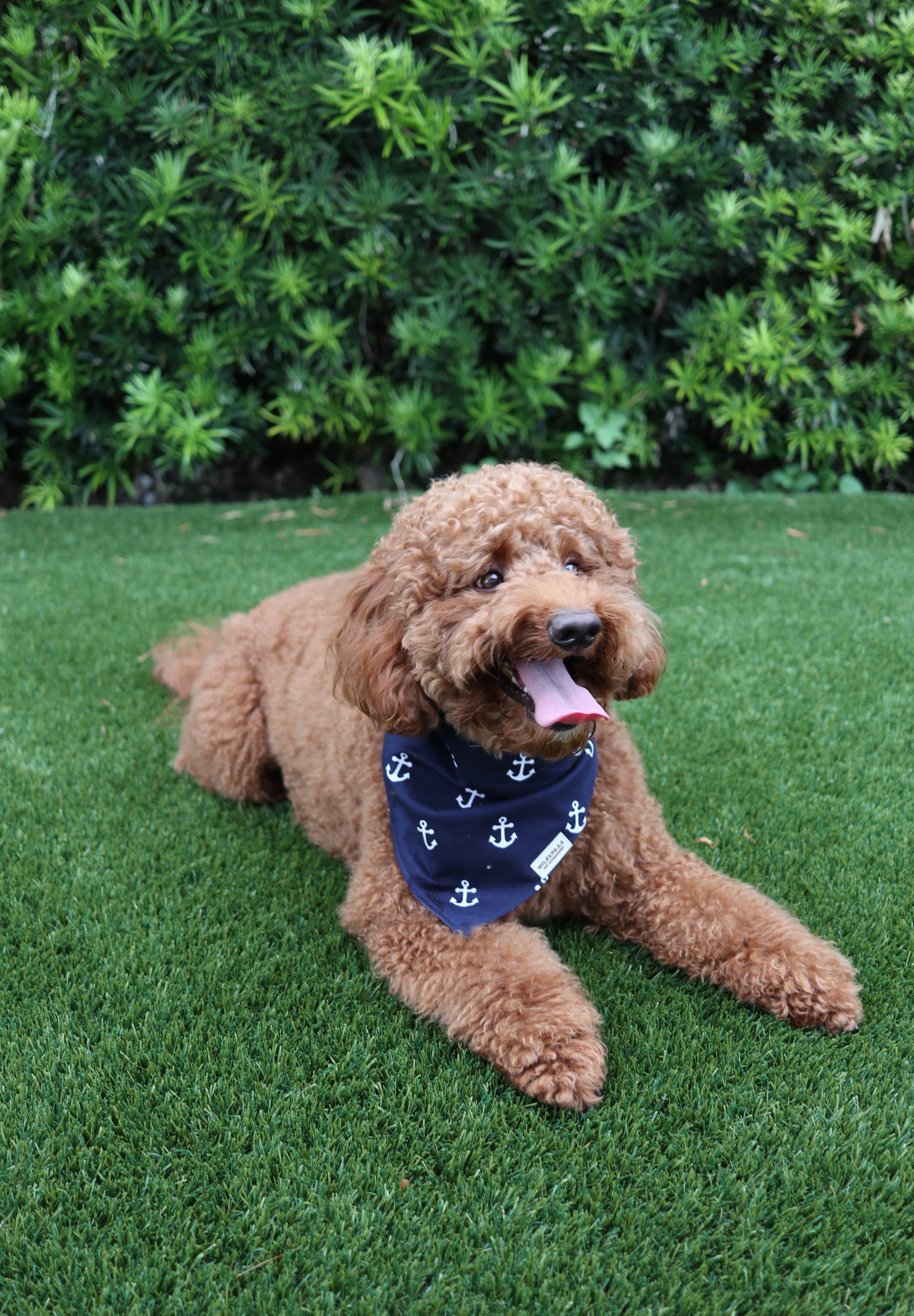 The Nautical Mariner Bandana