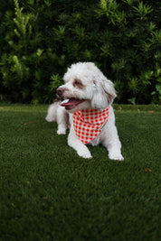 Orange and White Gingham Bandana