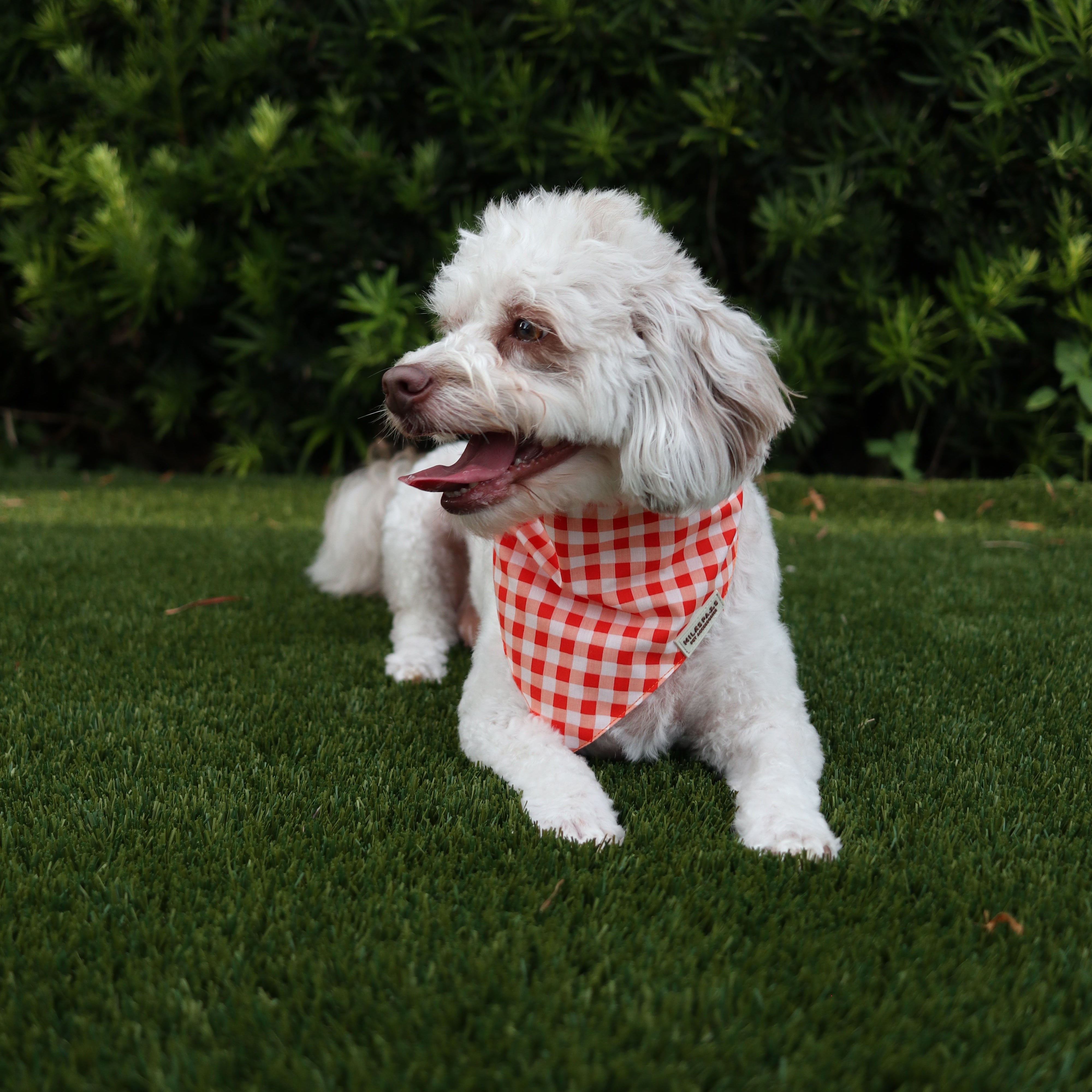 Orange and White Gingham Bandana