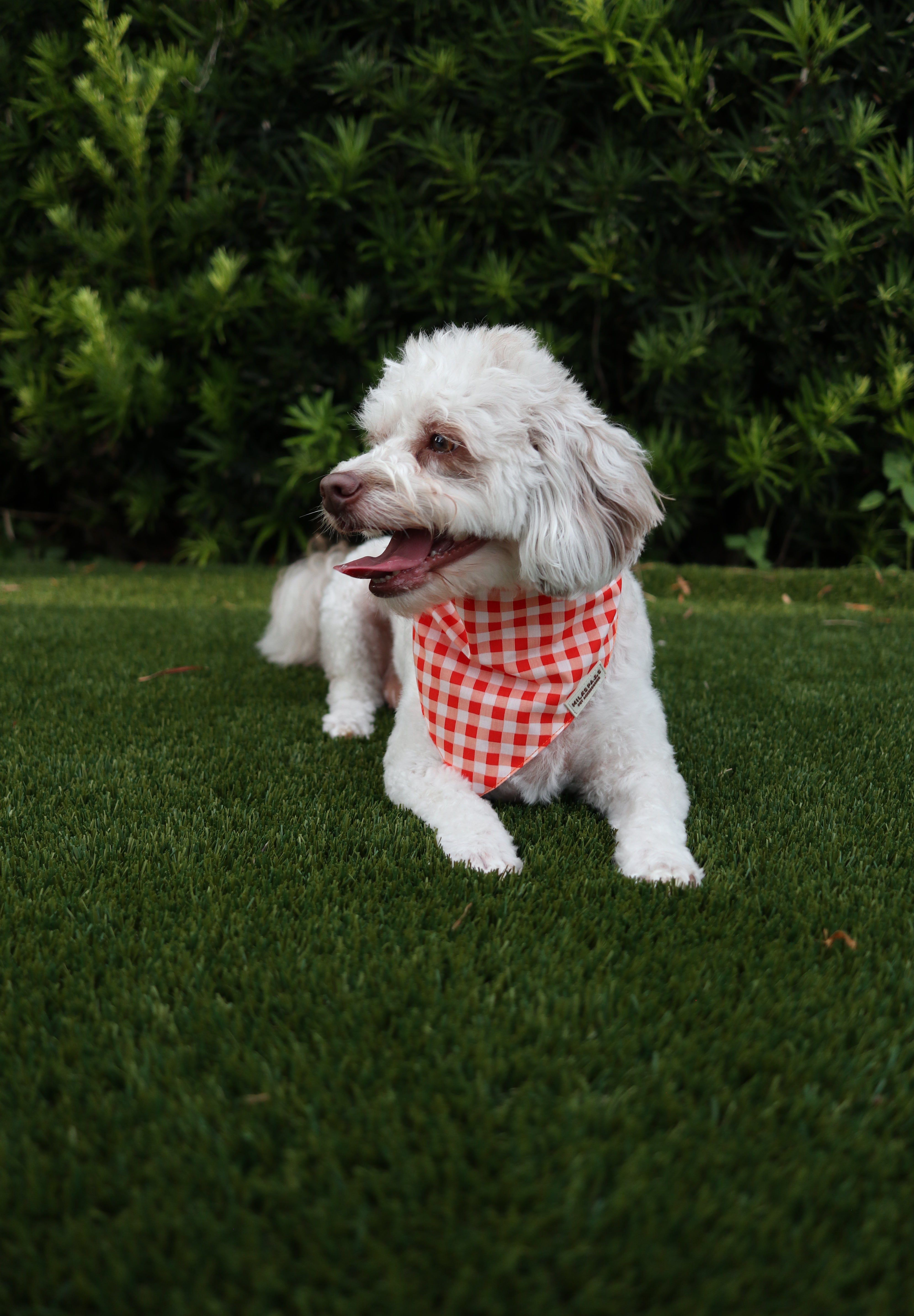 Orange and White Gingham Bandana