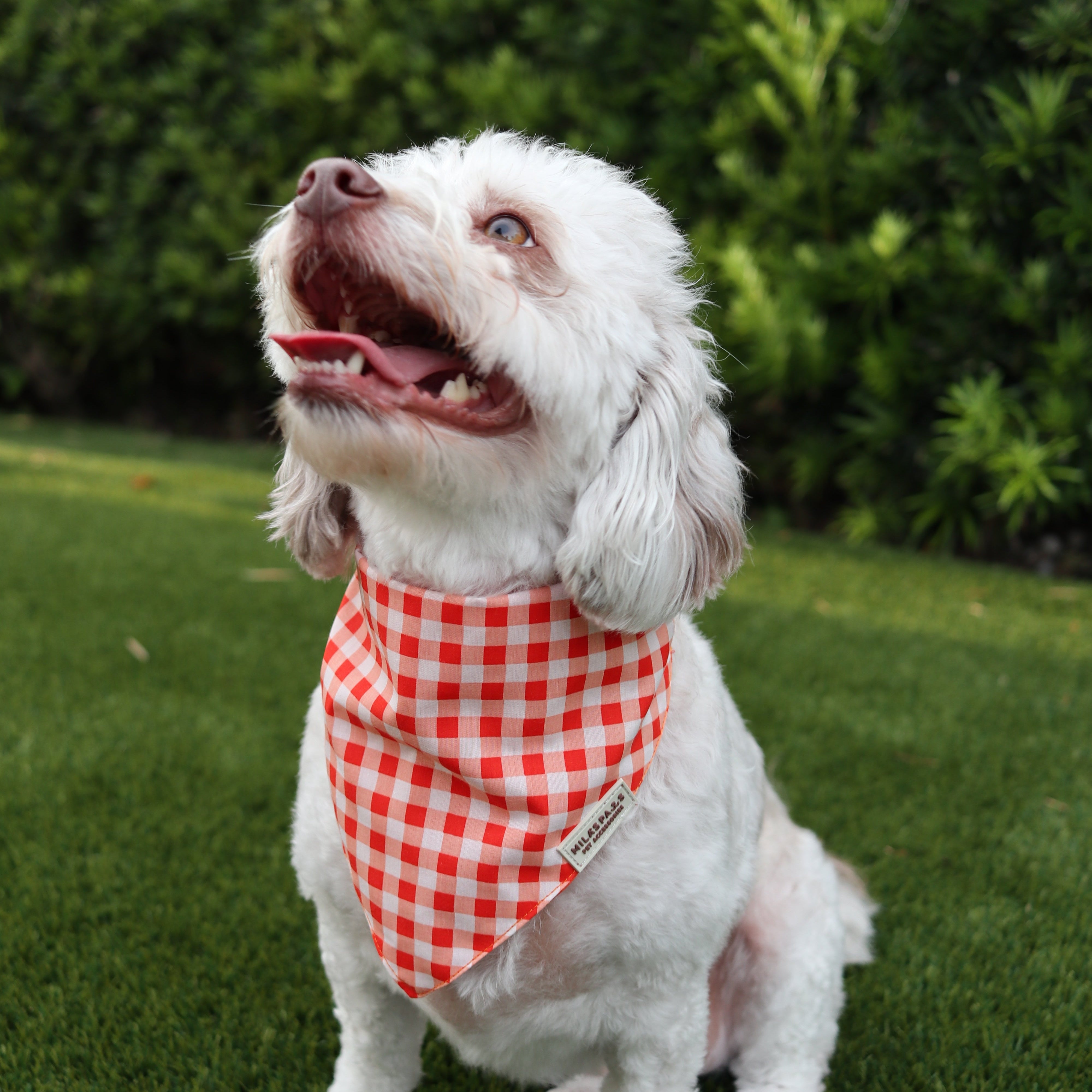 Orange and White Gingham Bandana