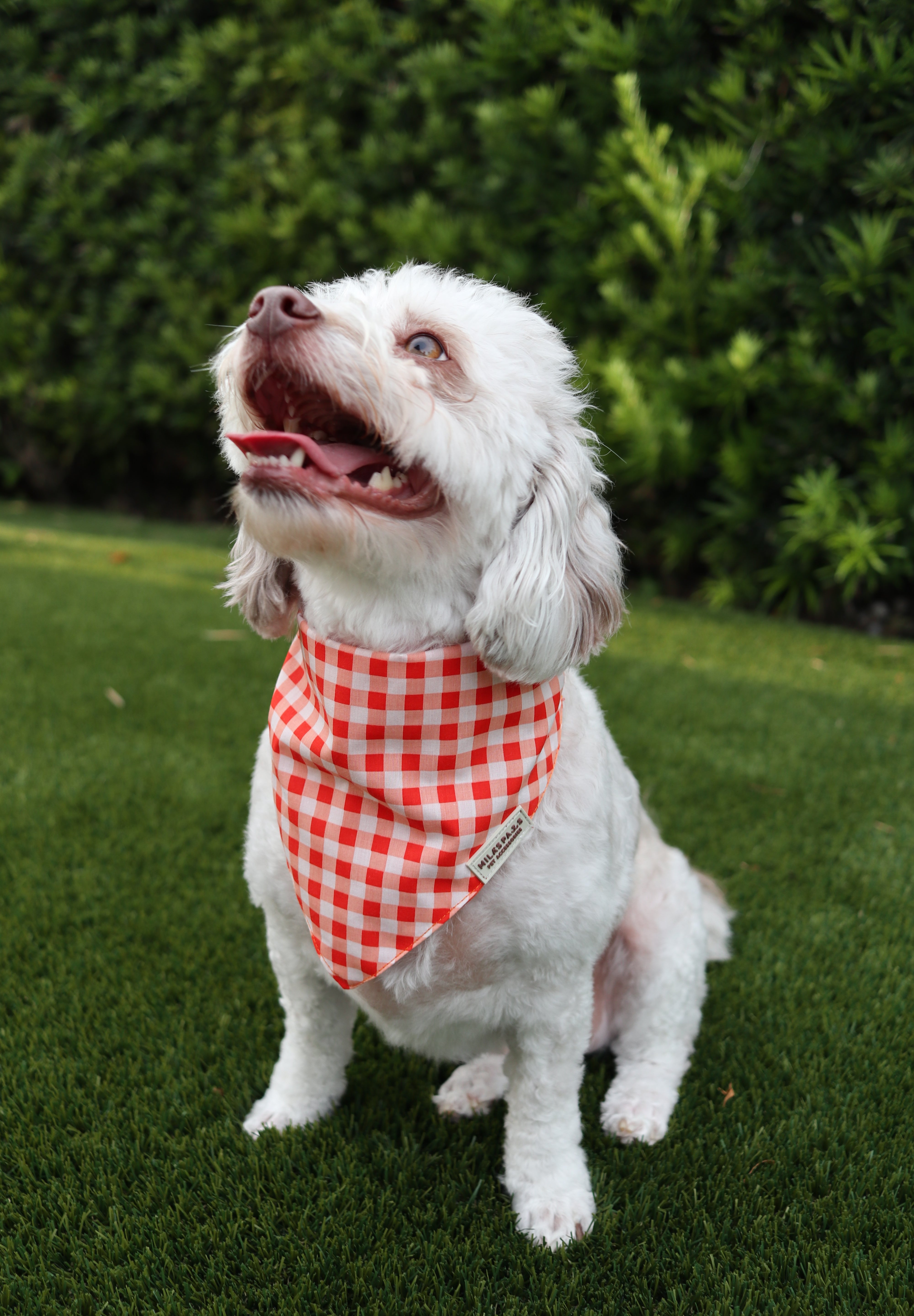 Orange and White Gingham Bandana