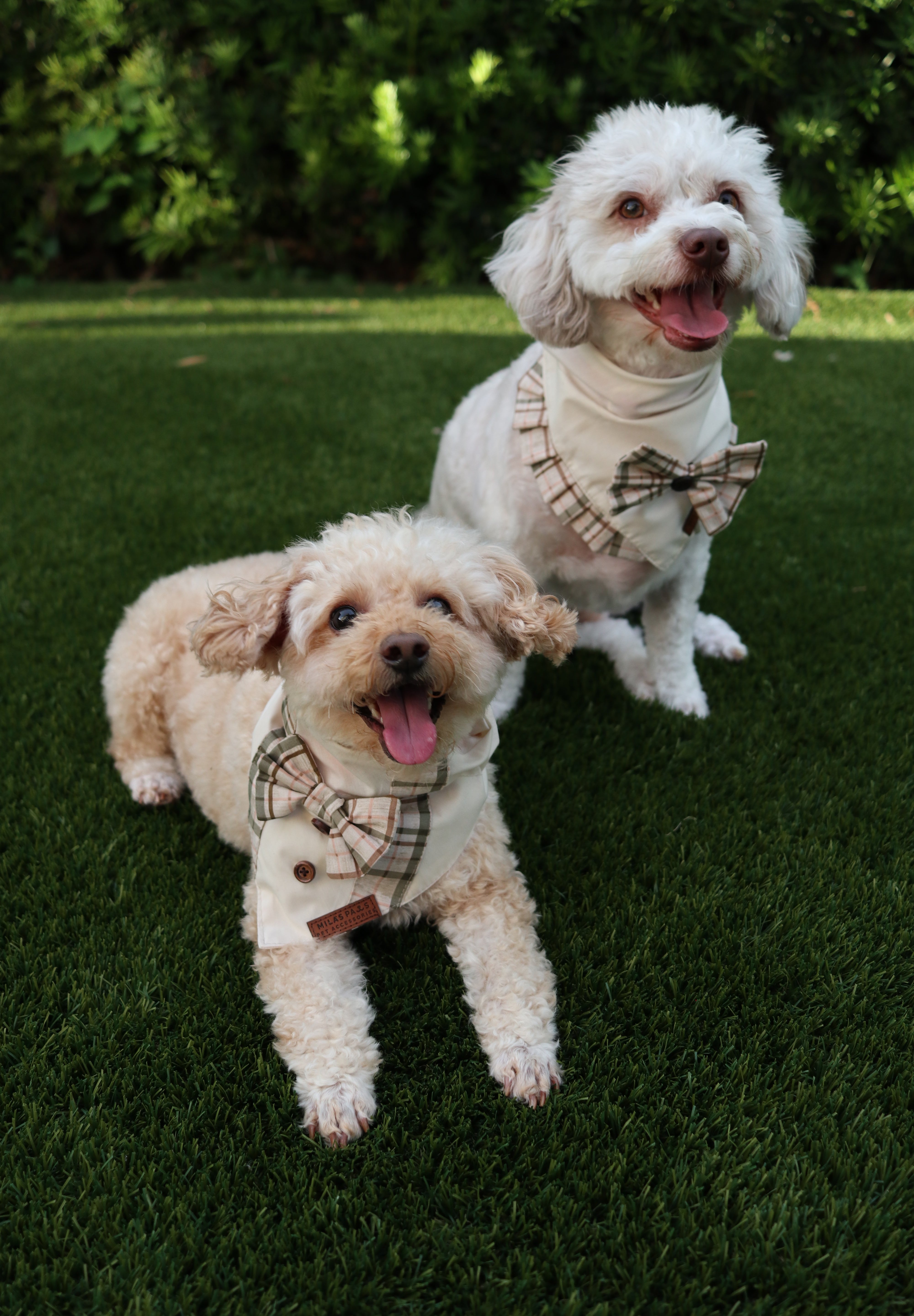 Harvest Gentleman Bandana