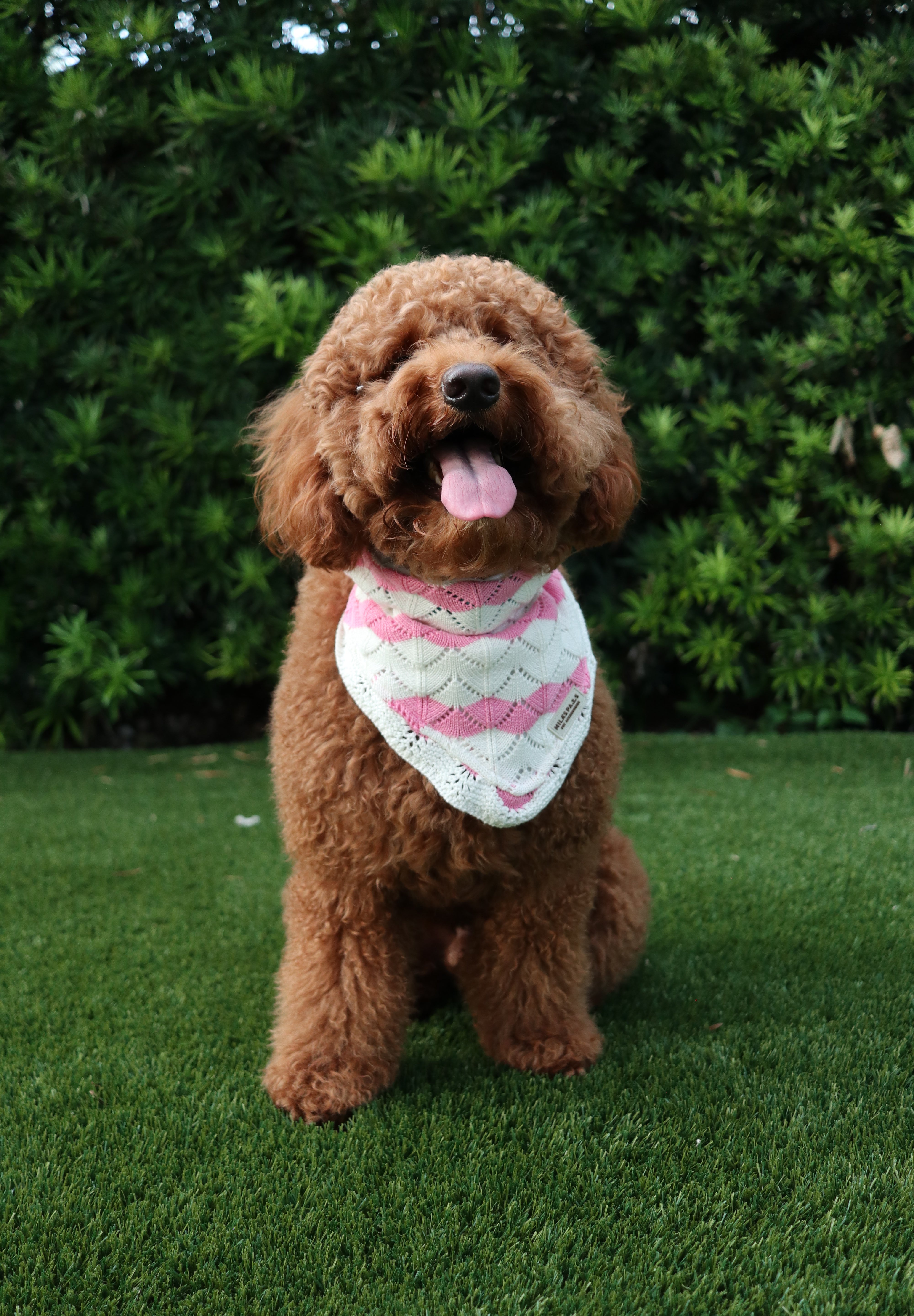 Pawsome Couture Bandana