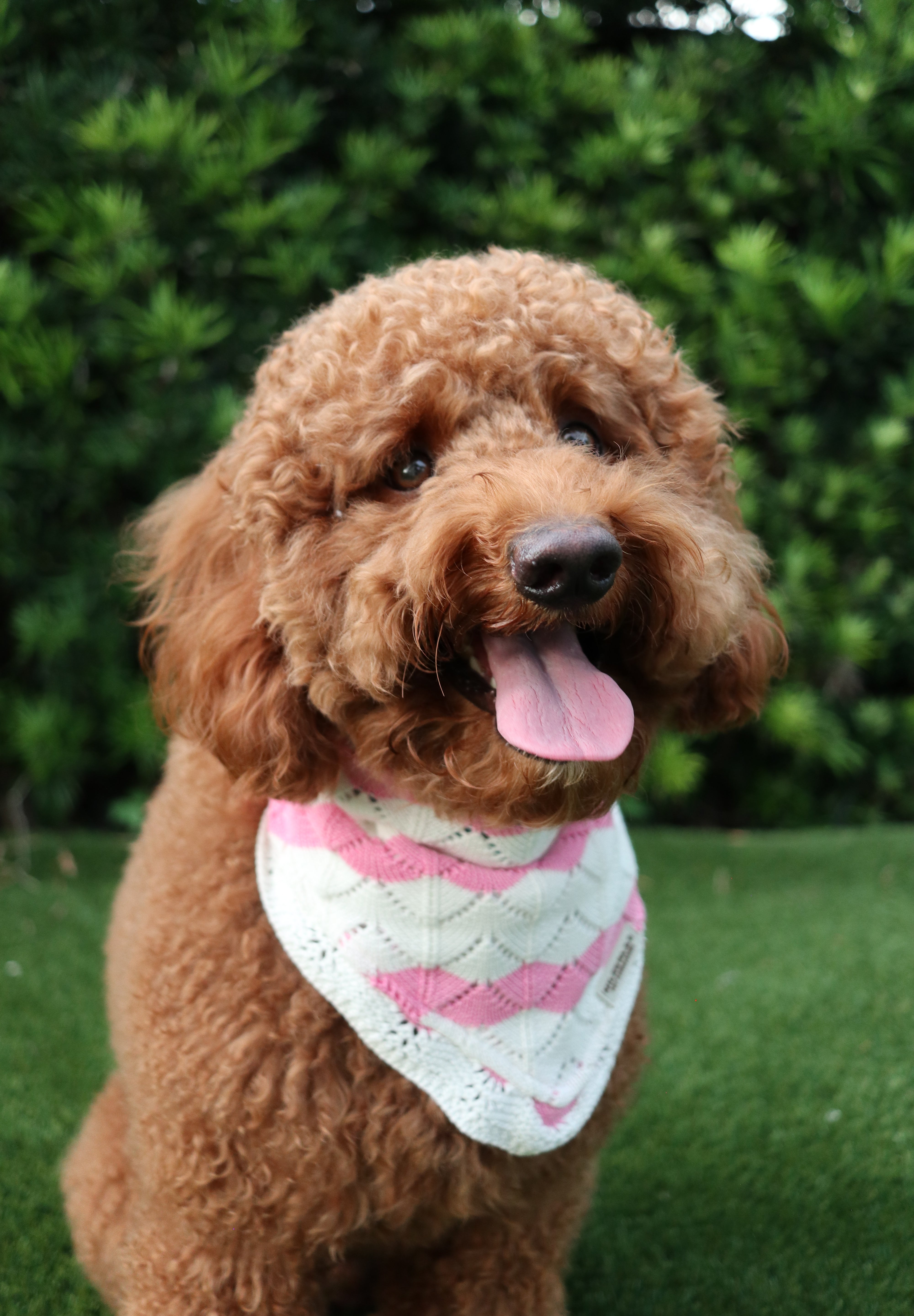 Pawsome Couture Bandana