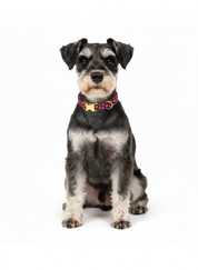 Sweetheart  Dog Collar