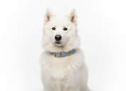 Vegan Leather Dog Collar