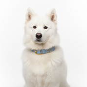 Vegan Leather Dog Collar