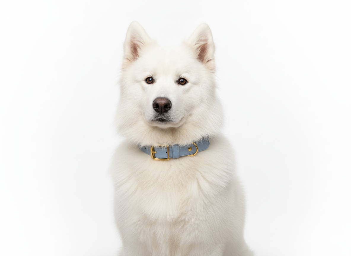 Vegan Leather Dog Collar