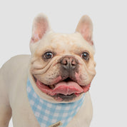 Sky Blue Gingham Bandana