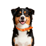 Waterproof Dog Collar