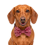 Sweetheart Bowtie