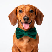 Velvet Luxe bowtie