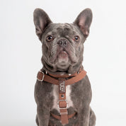 Two-Step Waterproof Harness