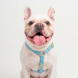 Light Drops Harness
