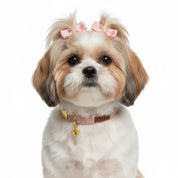 Luxe Velvet Dog Collar