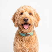 Light Drops Dog Collar