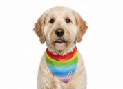 Mila's Summer Vibe Bandana