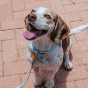 Vegan Leather Dog Collar