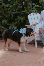 Light Drops Sailor Bow