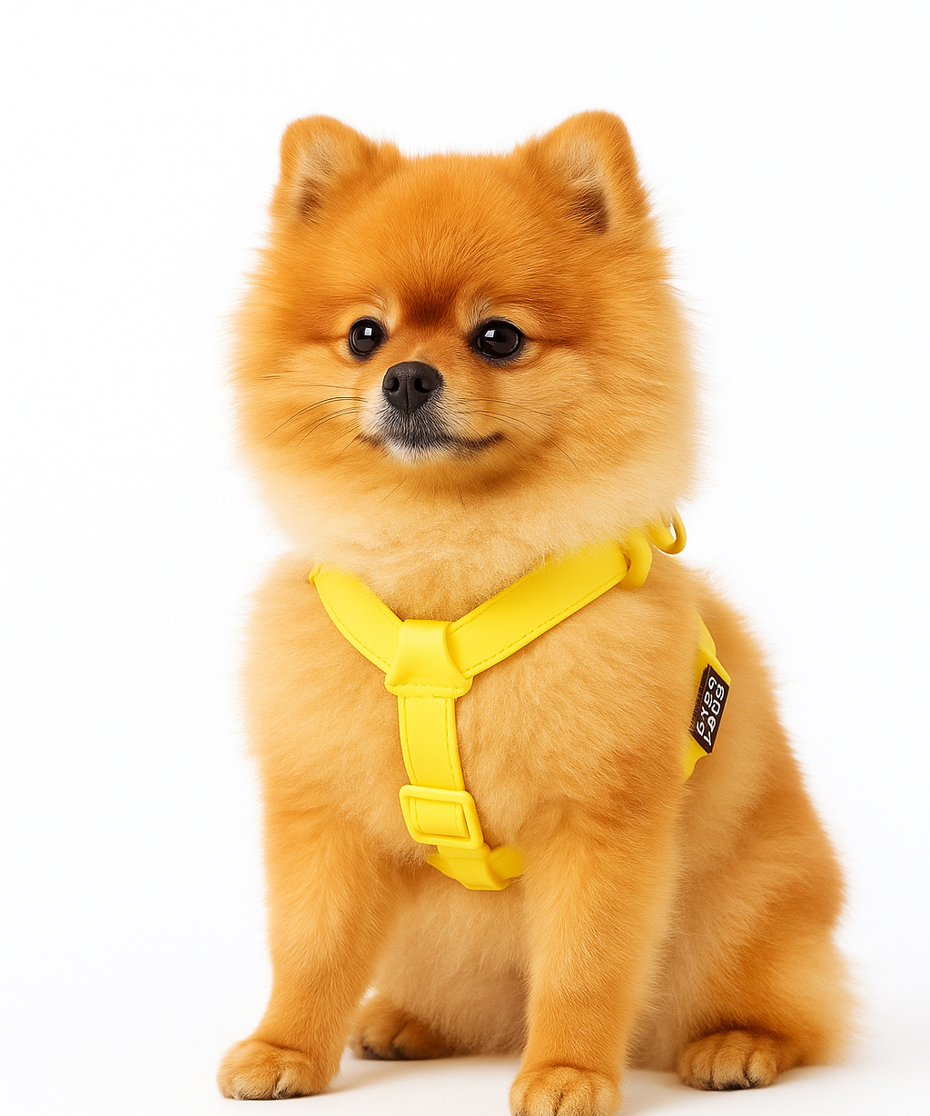 two_step_pomeranian.png