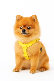 Two-Step Waterproof Harness