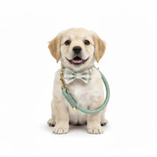 The Check Walking Bundle