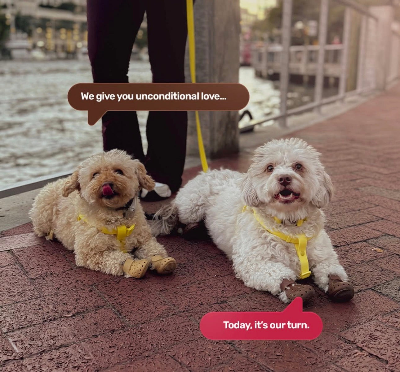 Two-Step Waterproof Harness