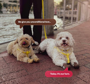 Two-Step Waterproof Harness